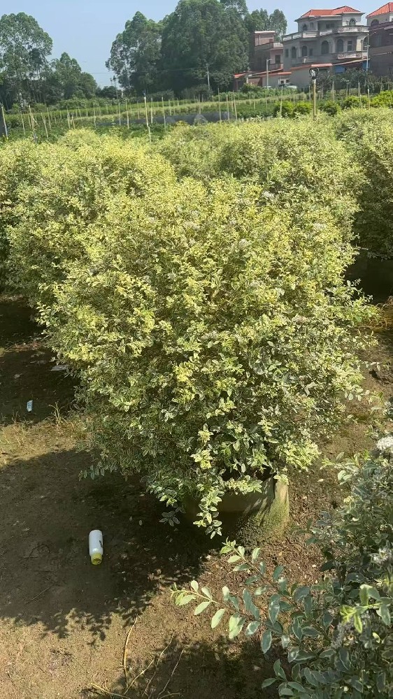 花叶女贞生产基地推荐